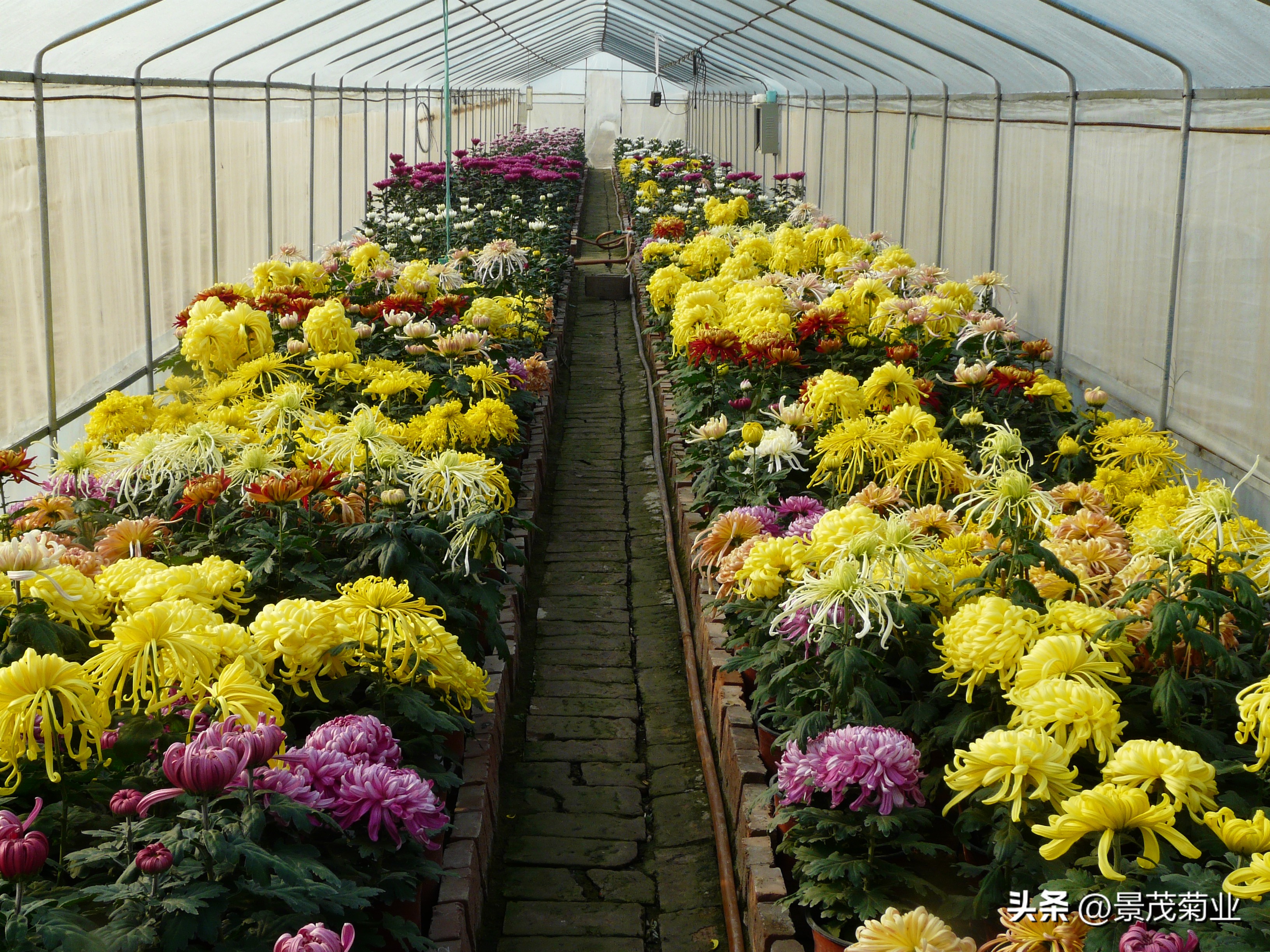 各种颜色的菊花培养,菊花种苗好吗