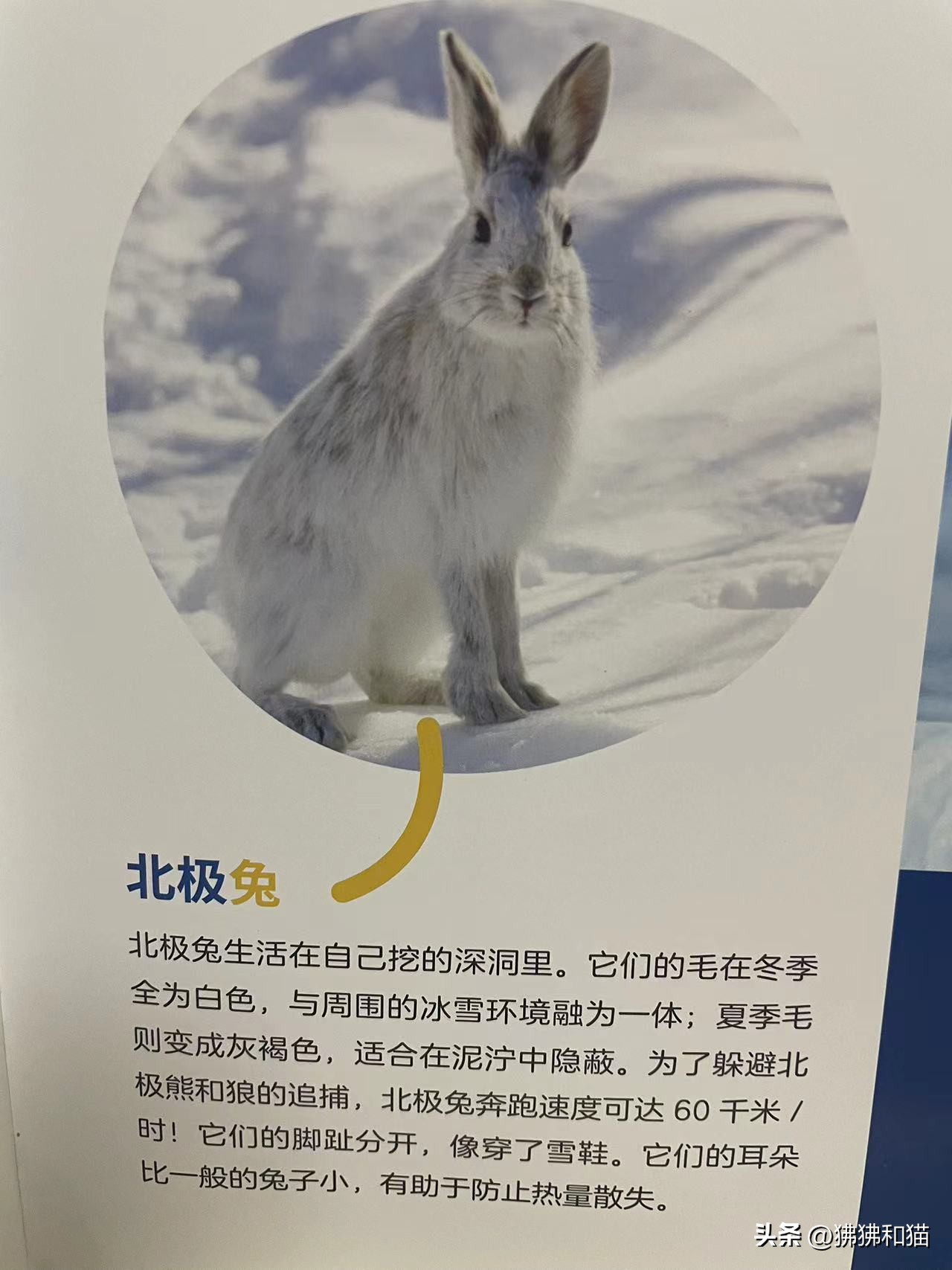 大自然给我们的礼物儿童画,大自然和陪伴是给孩子最好的礼物