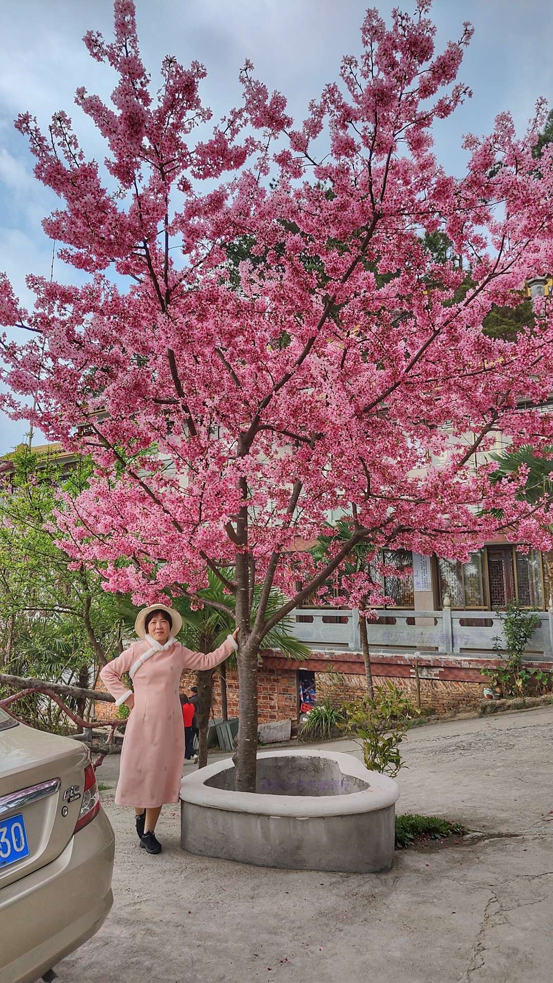 大家纷纷出去赏樱花，我却和老婆偷偷去山里看松树花，收获如何？