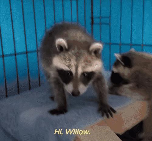 鍔犳嬁澶у皬娴g唺骞煎唇,鍔犳嬁澶у杺鍏诲皬娴g唺