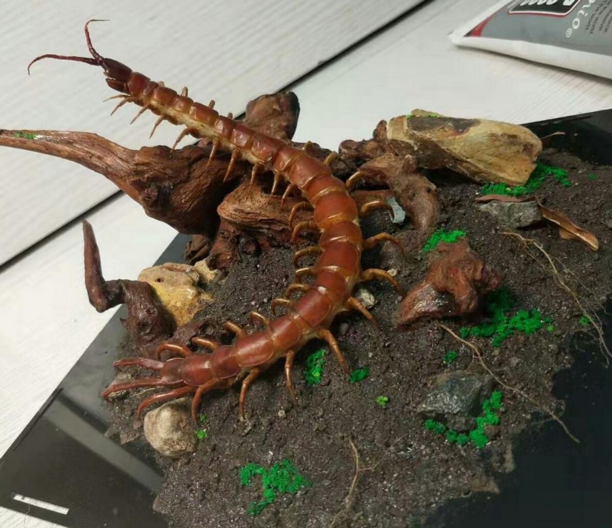 蜈蚣为什么是特别毒的虫,一般蜈蚣的毒性有多强