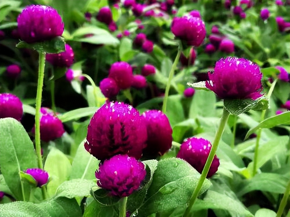 常觅春归不知处花田此地得逢君：栖云田园小镇·花间集