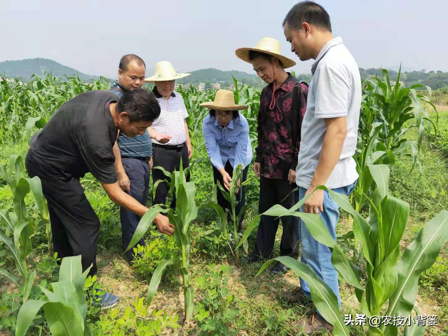 农作物细菌病与真菌病辨别,作物真菌细菌病毒病害的区别