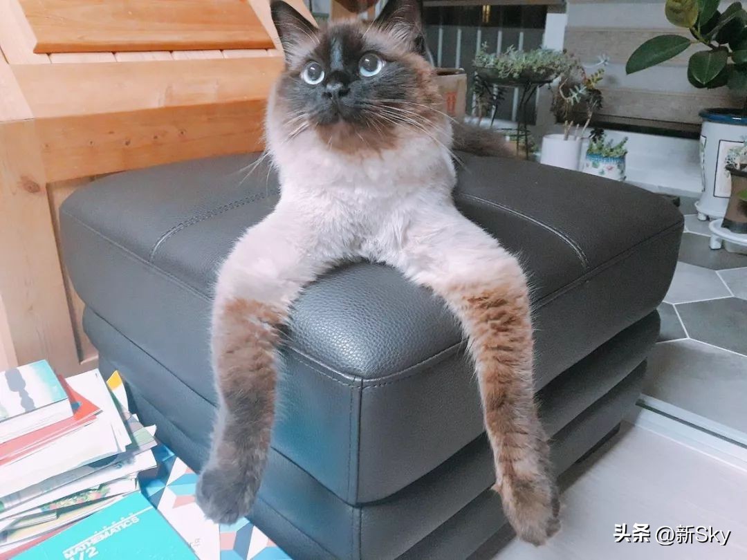 哈哈哈，这个神经手办又双叒更新了，笑惨我了