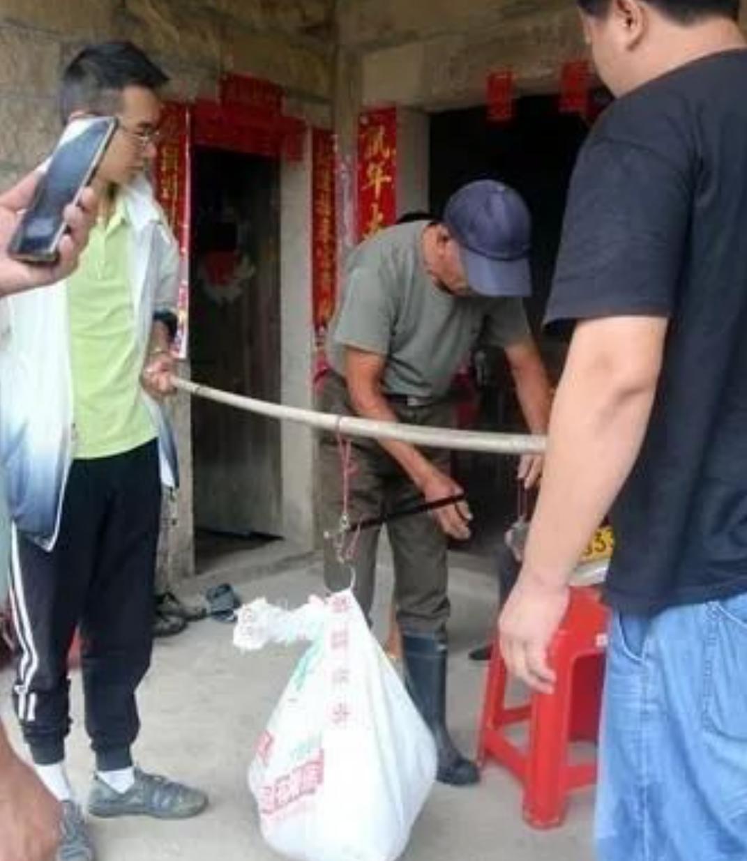 两条巨蟒潜入村庄疯狂捕食家禽,20斤大蟒蛇现身鸡笼吞鸡吓坏居民