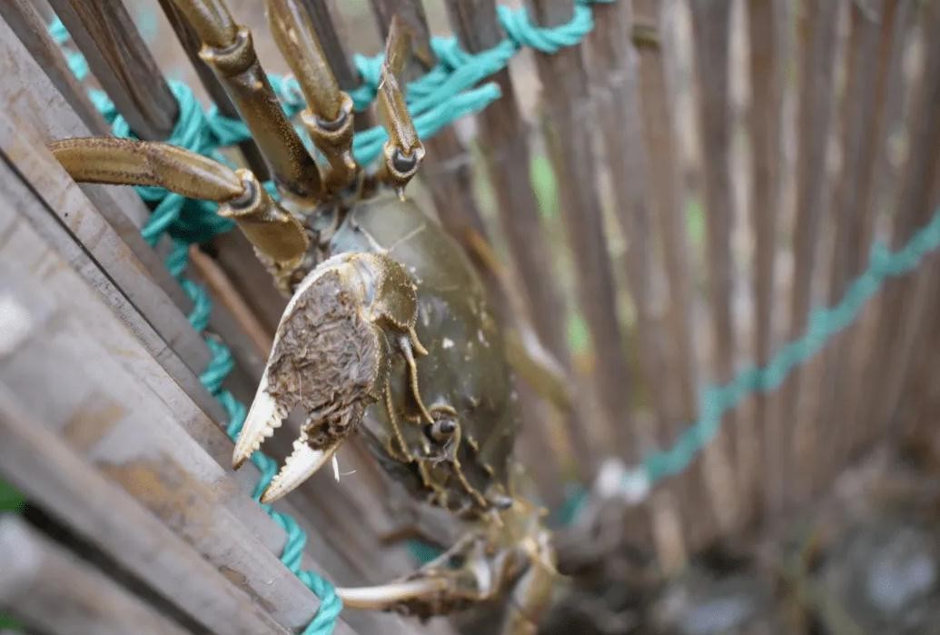 国内最好大闸蟹排名第一,大闸蟹最出名的是哪个地方