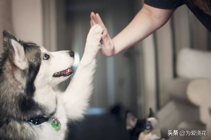 新手养宠物要注意些什么,饲养宠物的好处和坏处