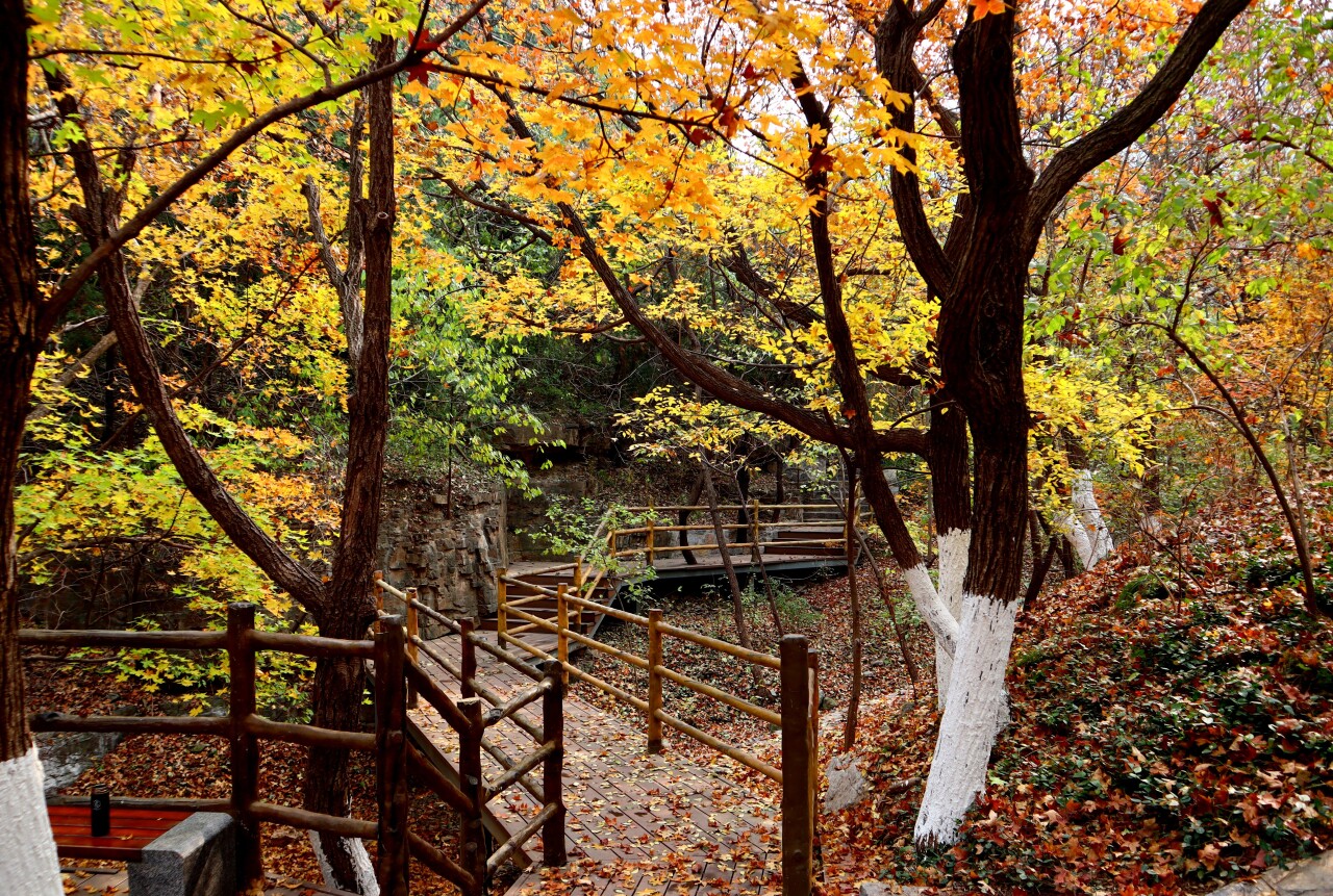 济南必打卡之地金秋时节,济南冬季打卡旅游胜地