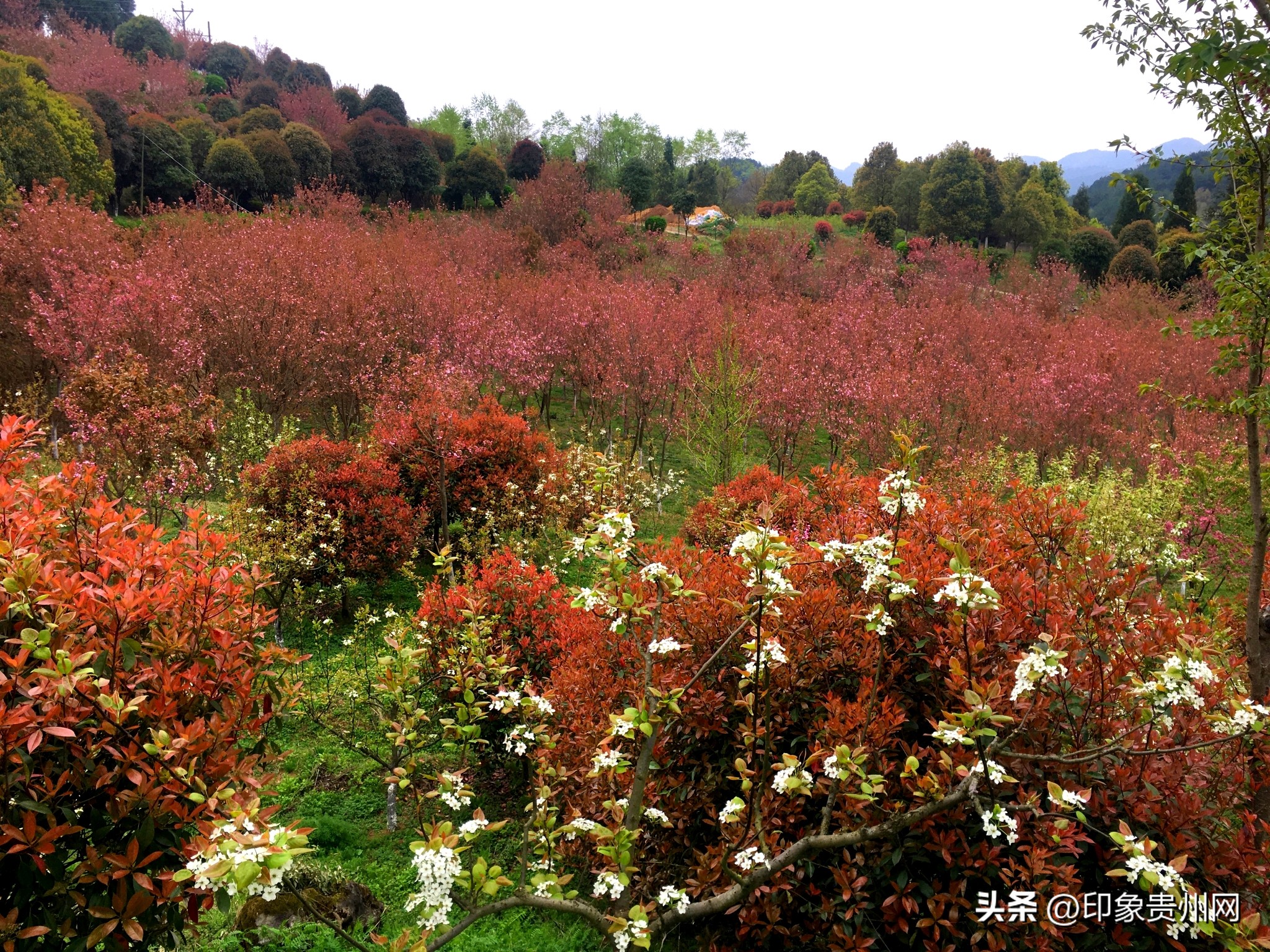 贵阳今年最好玩的赏花好去处推荐,贵阳十大赏花地推荐