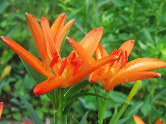 世界各国国花一览表,南美洲各国国花