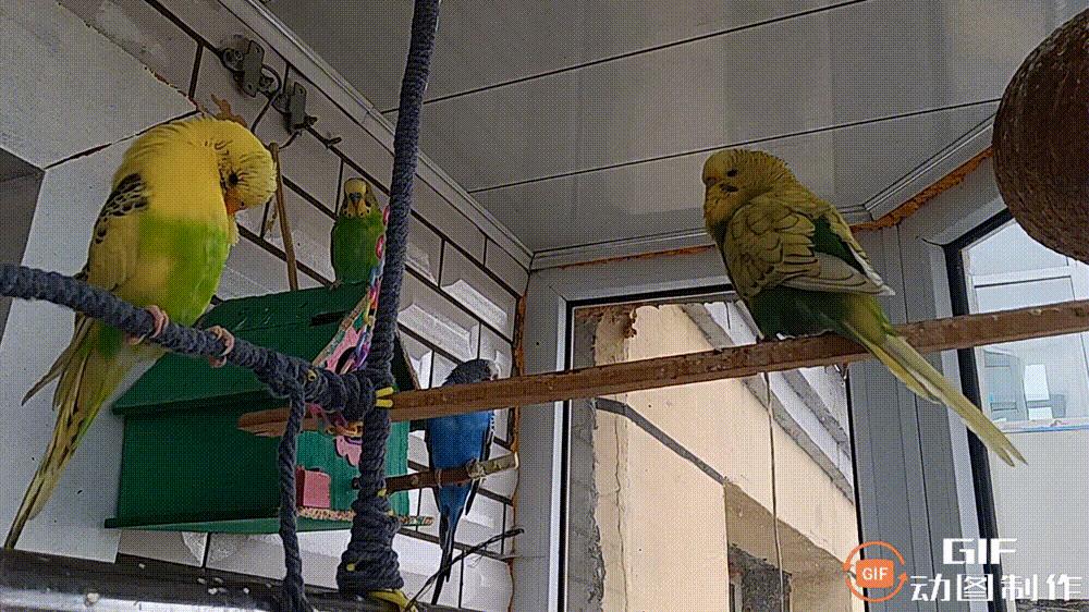 家里的花都被猫弄了怎么办,家里的花被别人摘了怎么办