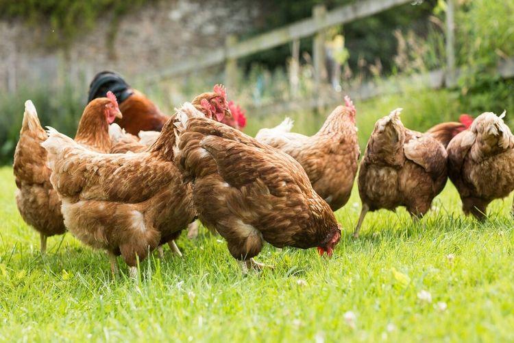 家禽生产中的发展策略,家禽养殖和内陆养殖