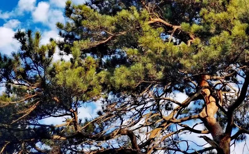 沈阳旅游必去十大景点目录,沈阳旅游攻略必去十大景点