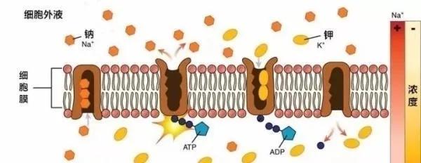 止泻药不能随便吃,最好用的止泻药