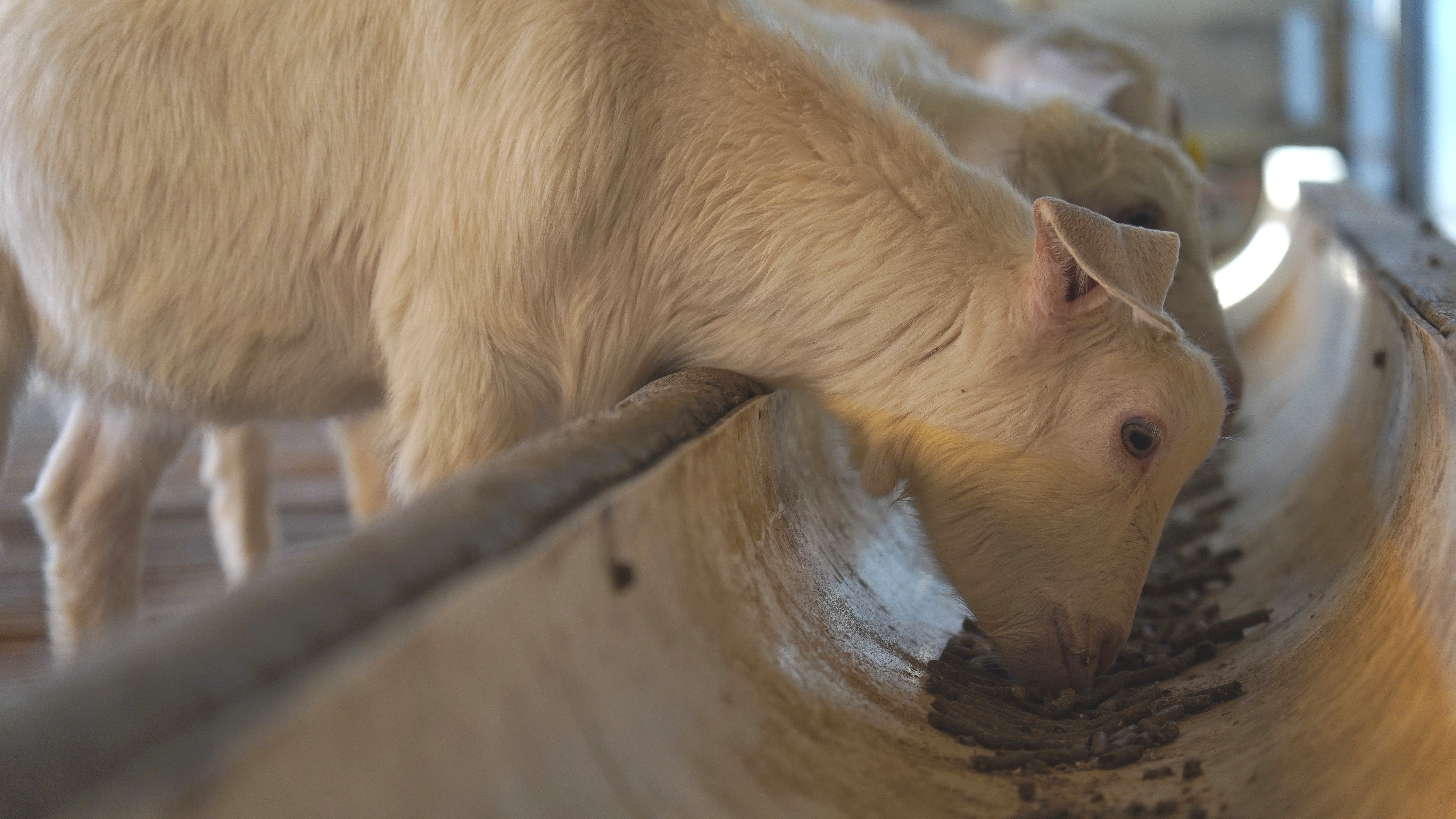 郧西马头山羊产业品牌,十堰郧西马头羊变身致富领头羊