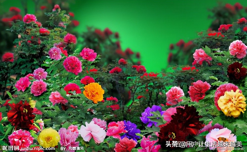 牡丹为什么被称为中国的国花,为什么牡丹能成为中国的国花