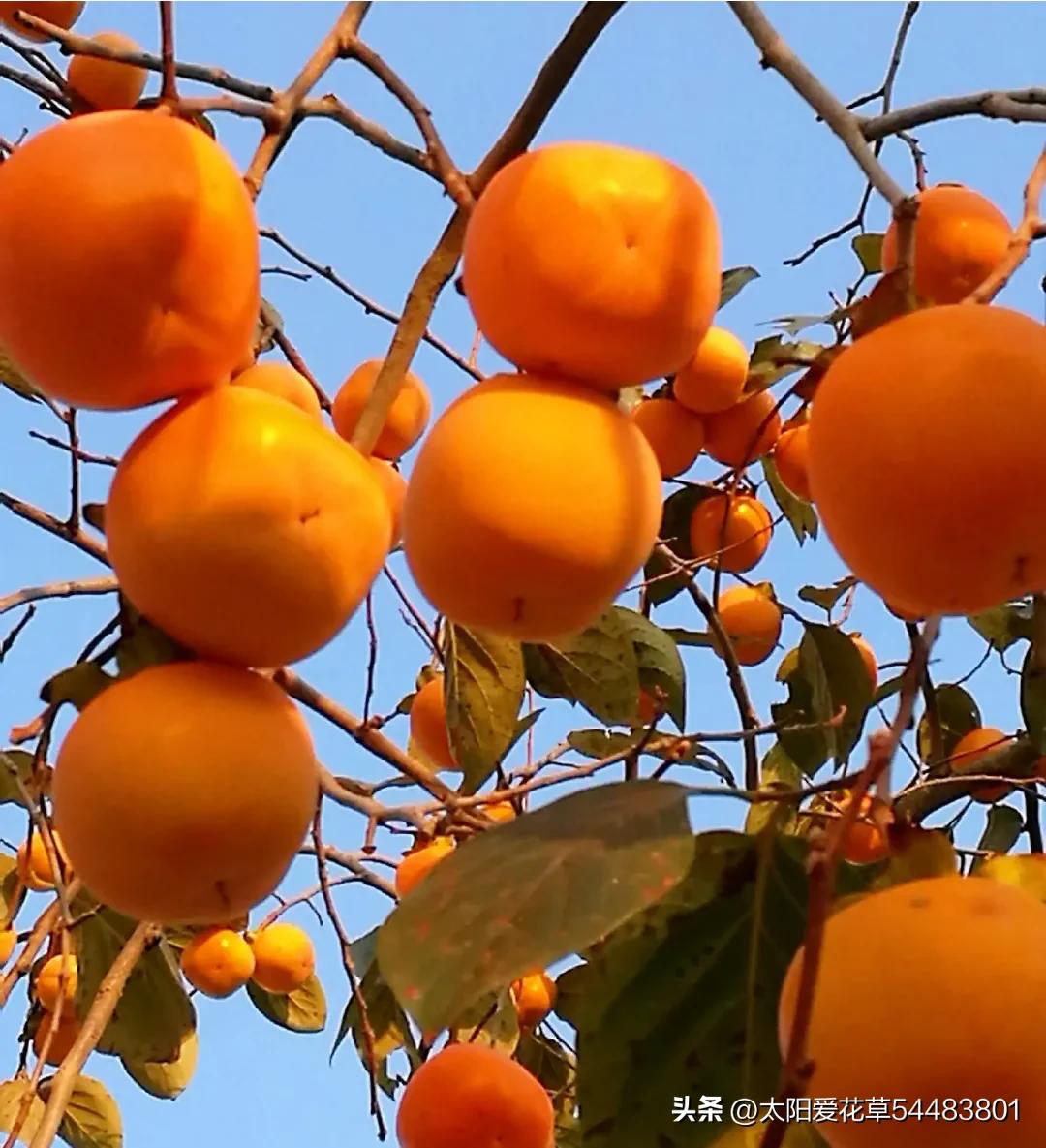 5种树寓意“吉祥富贵”，院子里种一棵，旺人旺家，过来人的经验