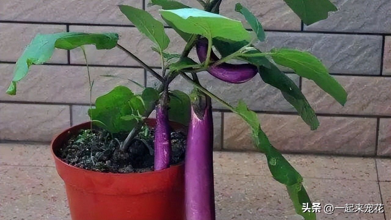 适合春天室内种植的十种蔬菜,春天阳台适合种的喜阳的蔬菜