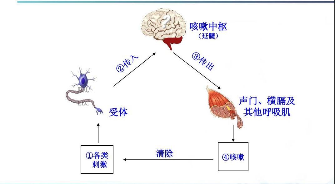 感染新冠咳嗽是一直咳吗,感染后一直咳嗽怎么办咳痰带血丝