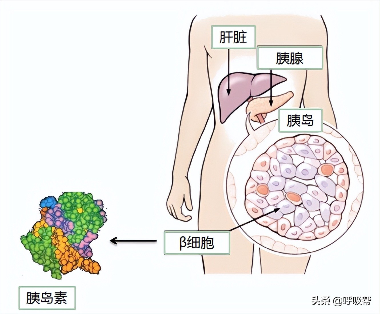 糖尿病患者的一周饮食食谱,1型糖尿病和2型糖尿病饮食区别