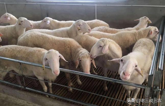 养羊50只第二年能赚多少钱,养羊能年入200w