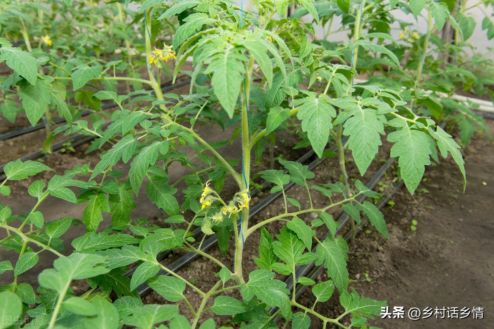 怎么发酵出来的种植酵素最好,酵素种植技术全过程