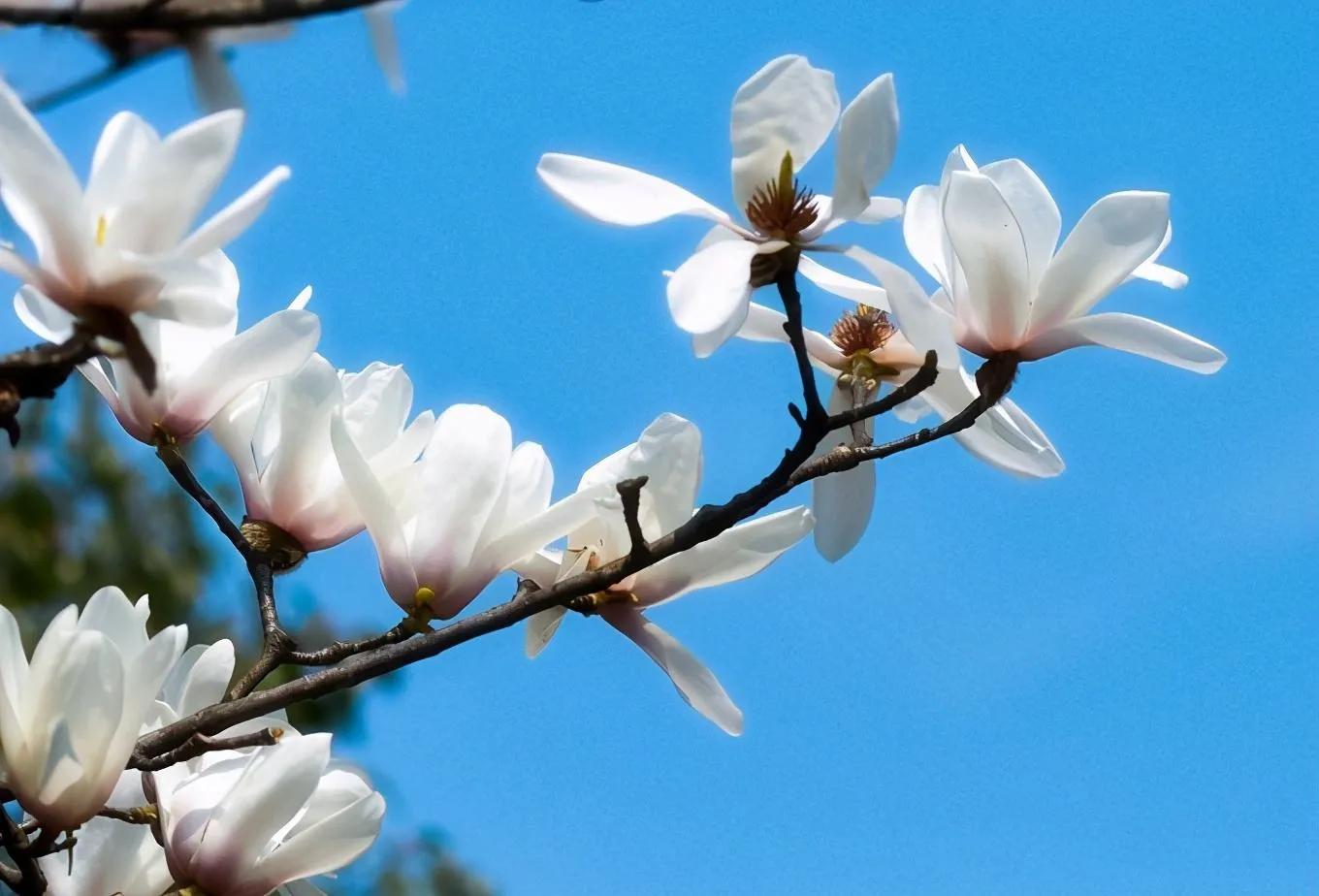 散文随笔遇见春天,散文遇见春天遇见美好