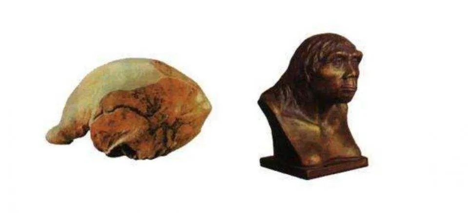 档案北京人头盖骨失踪之谜,北京人头盖骨的丢失之谜