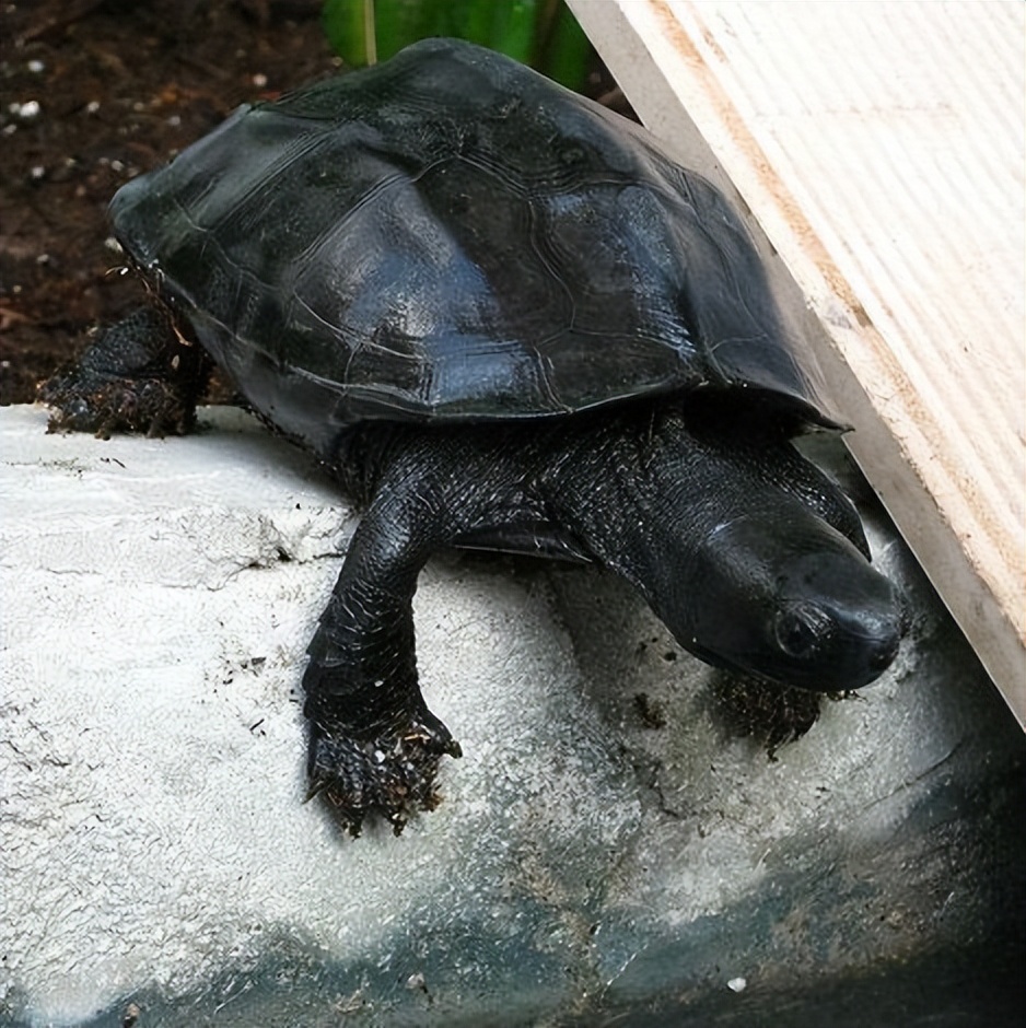 宠物乌龟饲养视频,宠物乌龟饲养方法