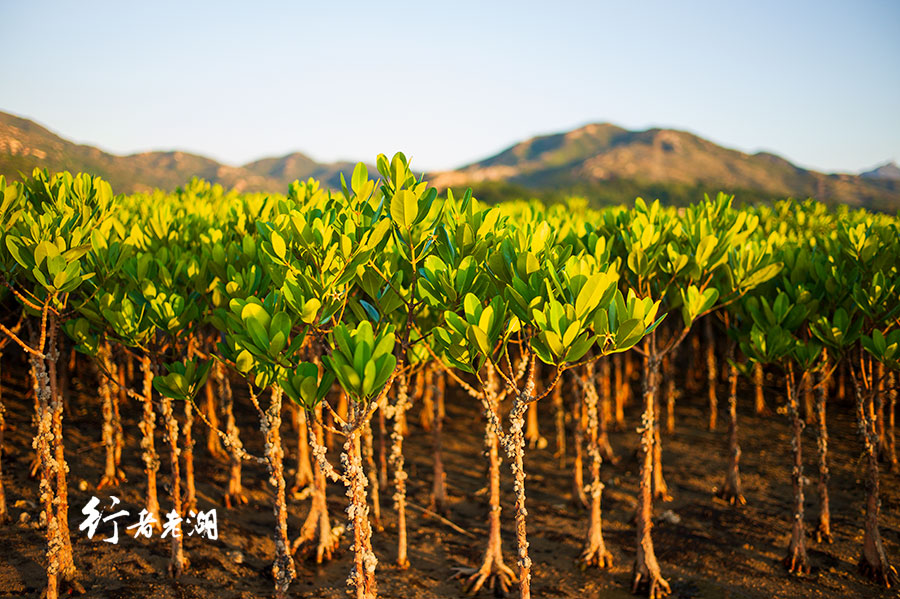 香港通关你会去吗,香港旅行攻略拥抱着你的离去