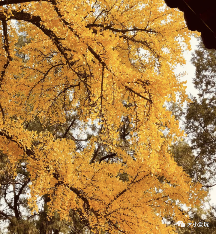 银杏最美的地方,这九个美丽的地方你想去看看吗