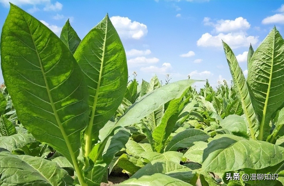 真菌病害多吗,真菌感染能引起多少种疾病