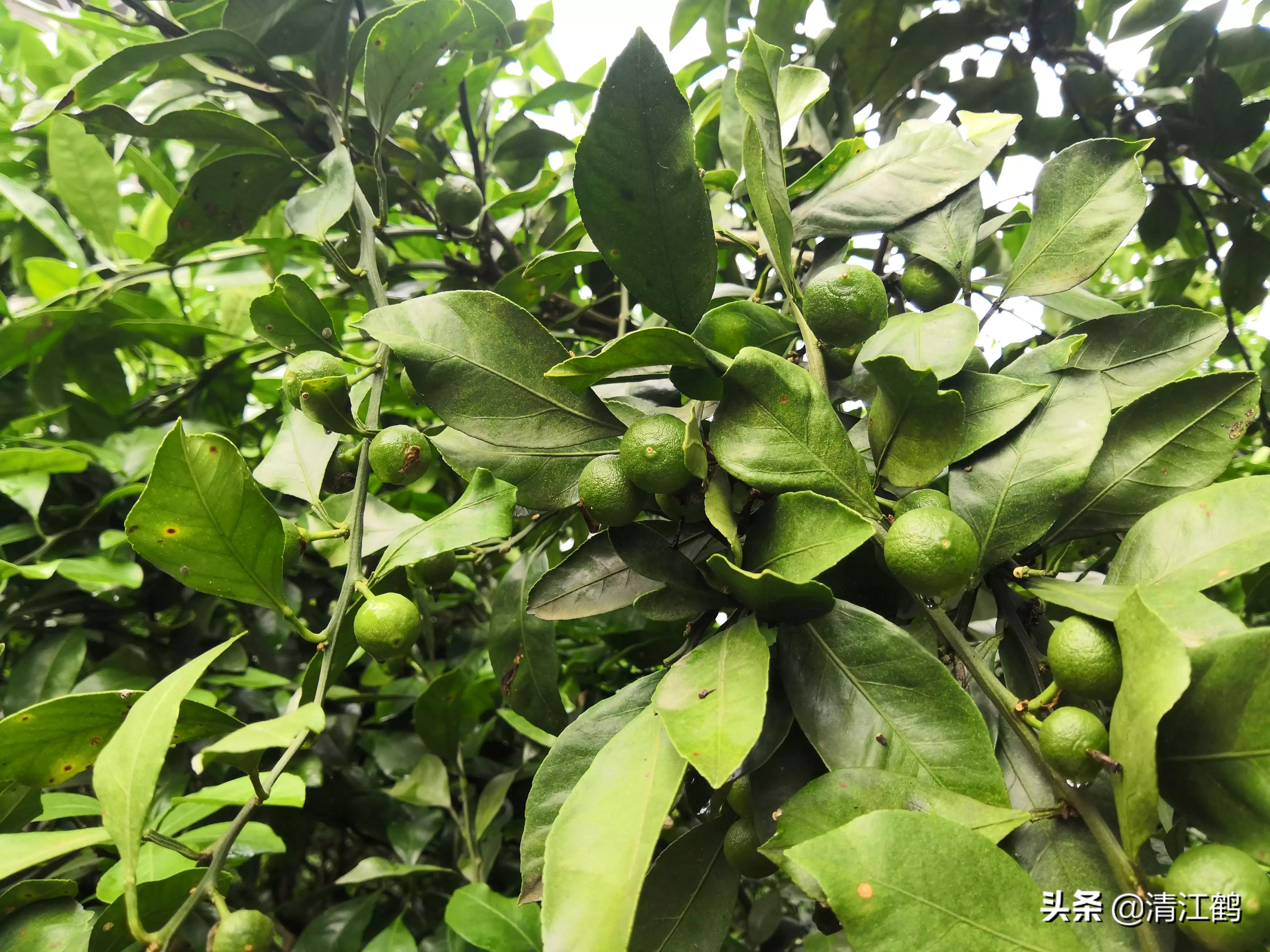 黄龙病的最新防治方法,黄龙病怎么治效果最好