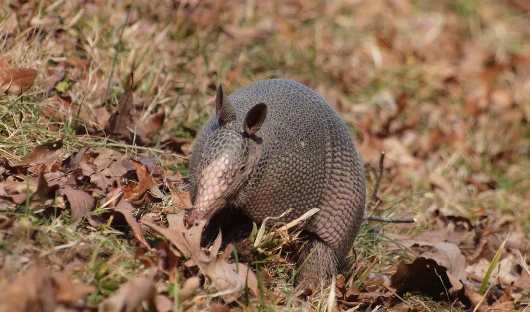 委内瑞拉纸币连号,委内瑞拉纸币演变