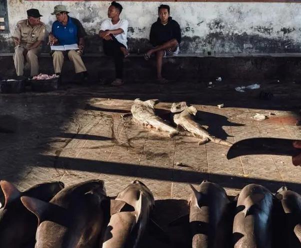 中国“鲨鱼村”的聪明商人：加工迷你“小鲨鱼”，年入3000万