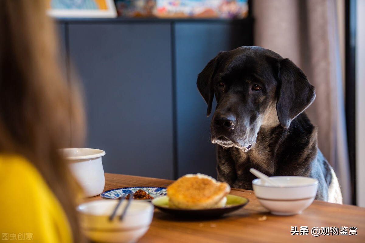 人的维生素c能给狗狗吃吗,过期的维c片可以给狗狗吃吗