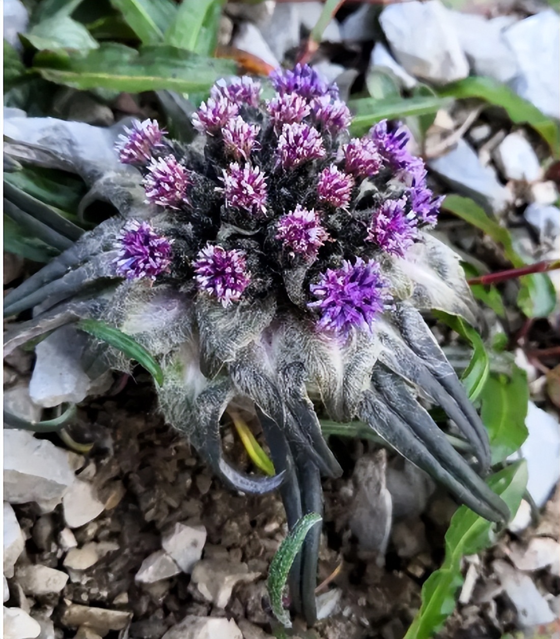 真刑，又有博主采挖“青藏雪莲花”！5-7年开花一次，开完就死亡