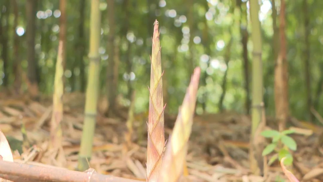 深圳最好吃的竹笋,深圳最正宗的竹笋