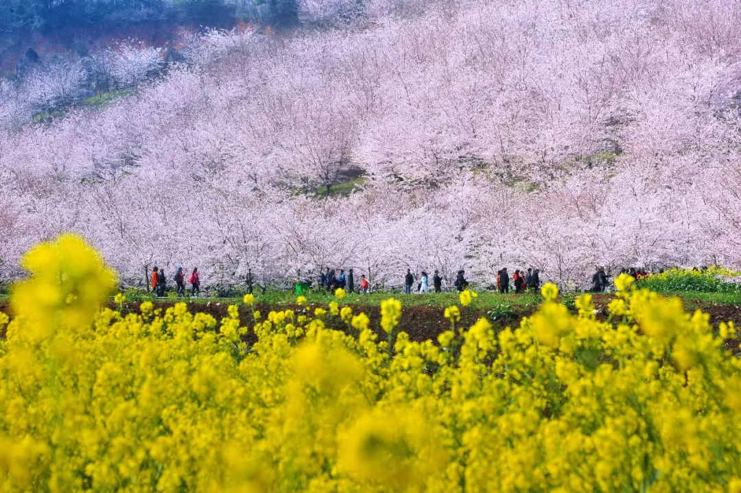 贵州安顺平坝万亩樱花园,安顺平坝樱花园面积有多少