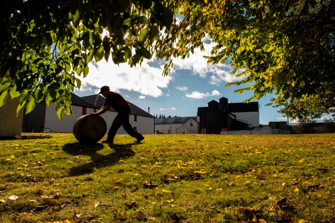 新手必看威士忌酒,威士忌猪头桶什么意思