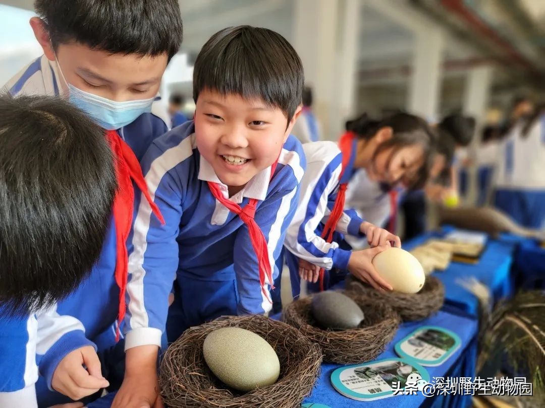 穿山甲穿山乙,穿山穿山甲真的能穿山吗