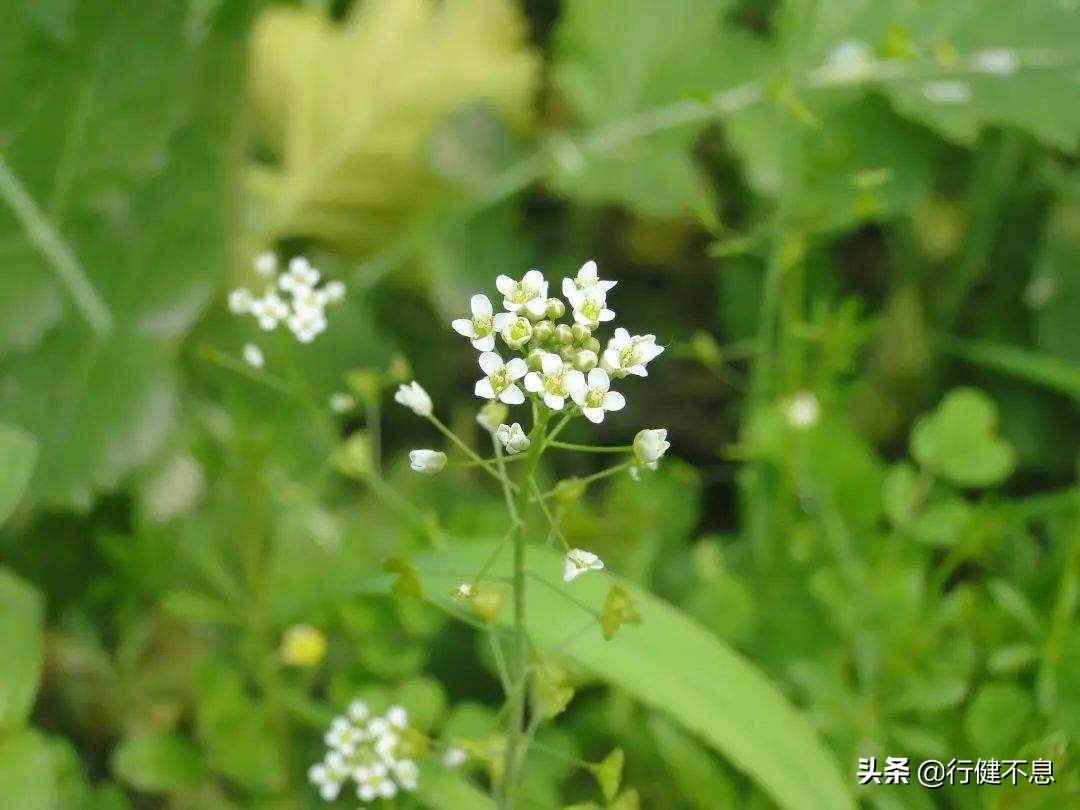 辛弃疾的哪首诗是写田园风光的,辛弃疾描述田园风的诗句