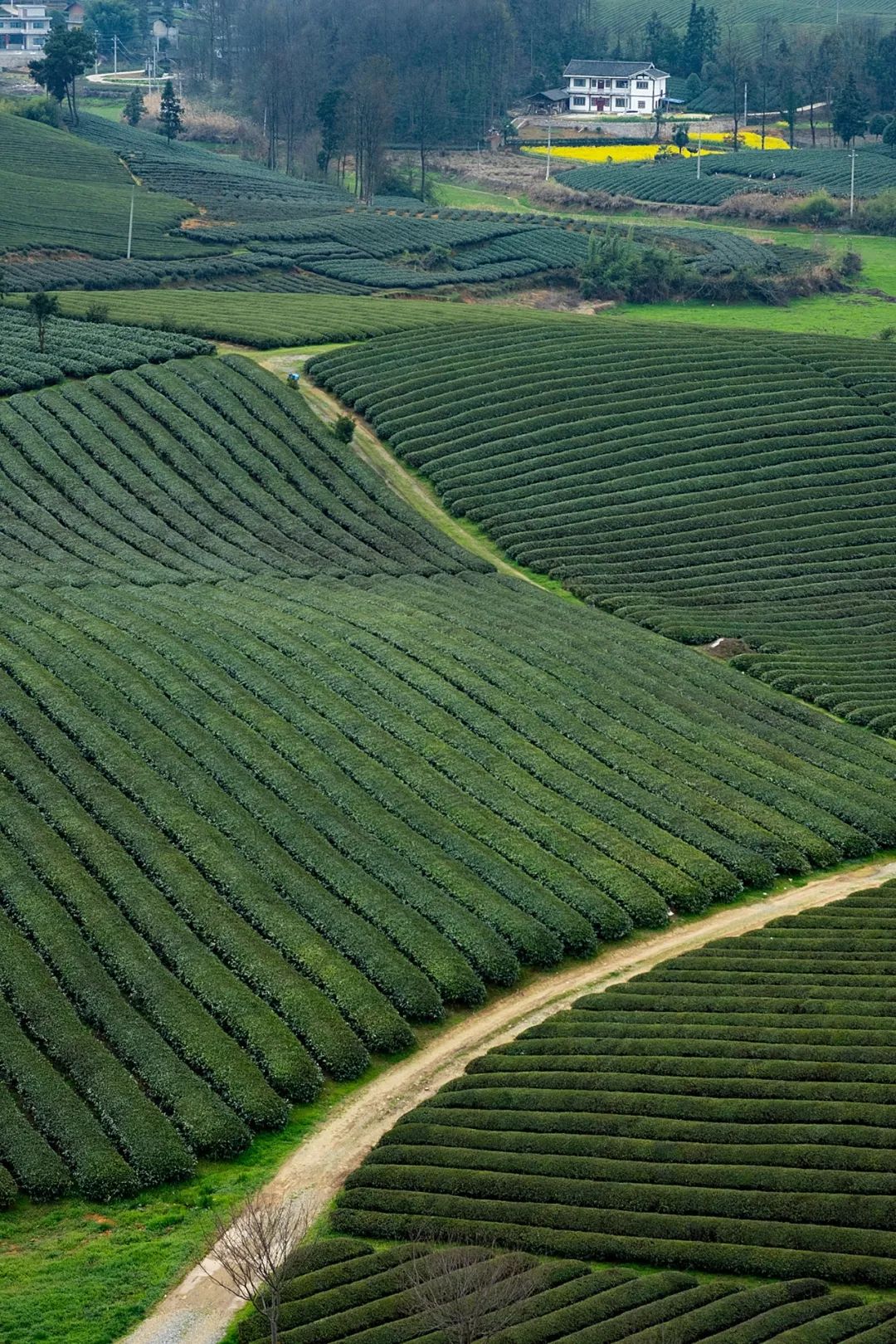 中国茶业历史悠久各种各样的茶叶,中国产茶的四大茶区