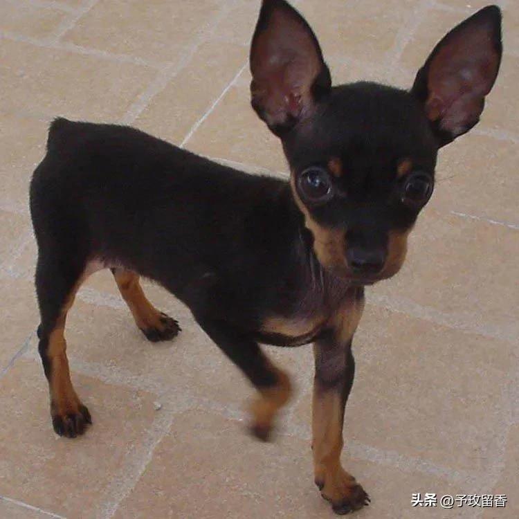 狗的种类常见宠物狗的品种及特点,宠物狗种类及特点