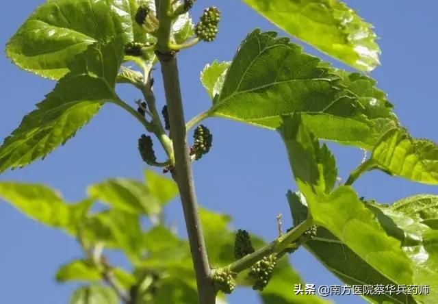 风湿痹痛风疹瘙痒是什么意思,散结祛风湿肢体麻的中药