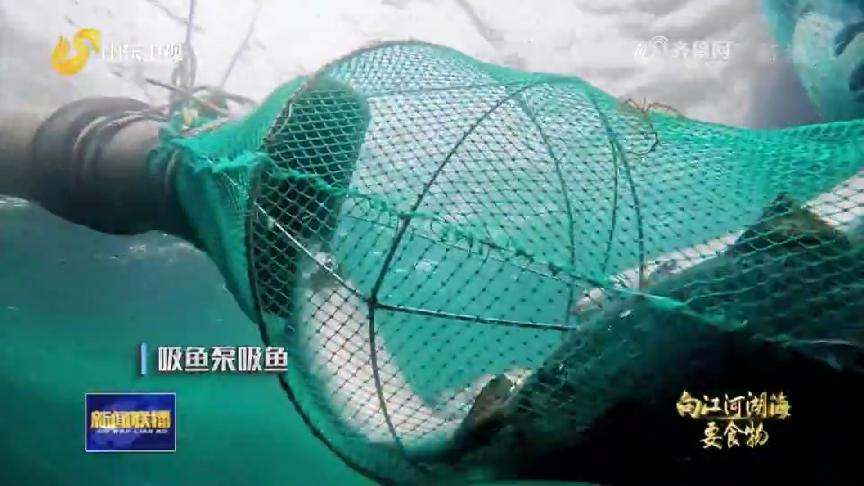 也是有故事的“鱼虾蟹”，看山东怎样向江河湖海要食物