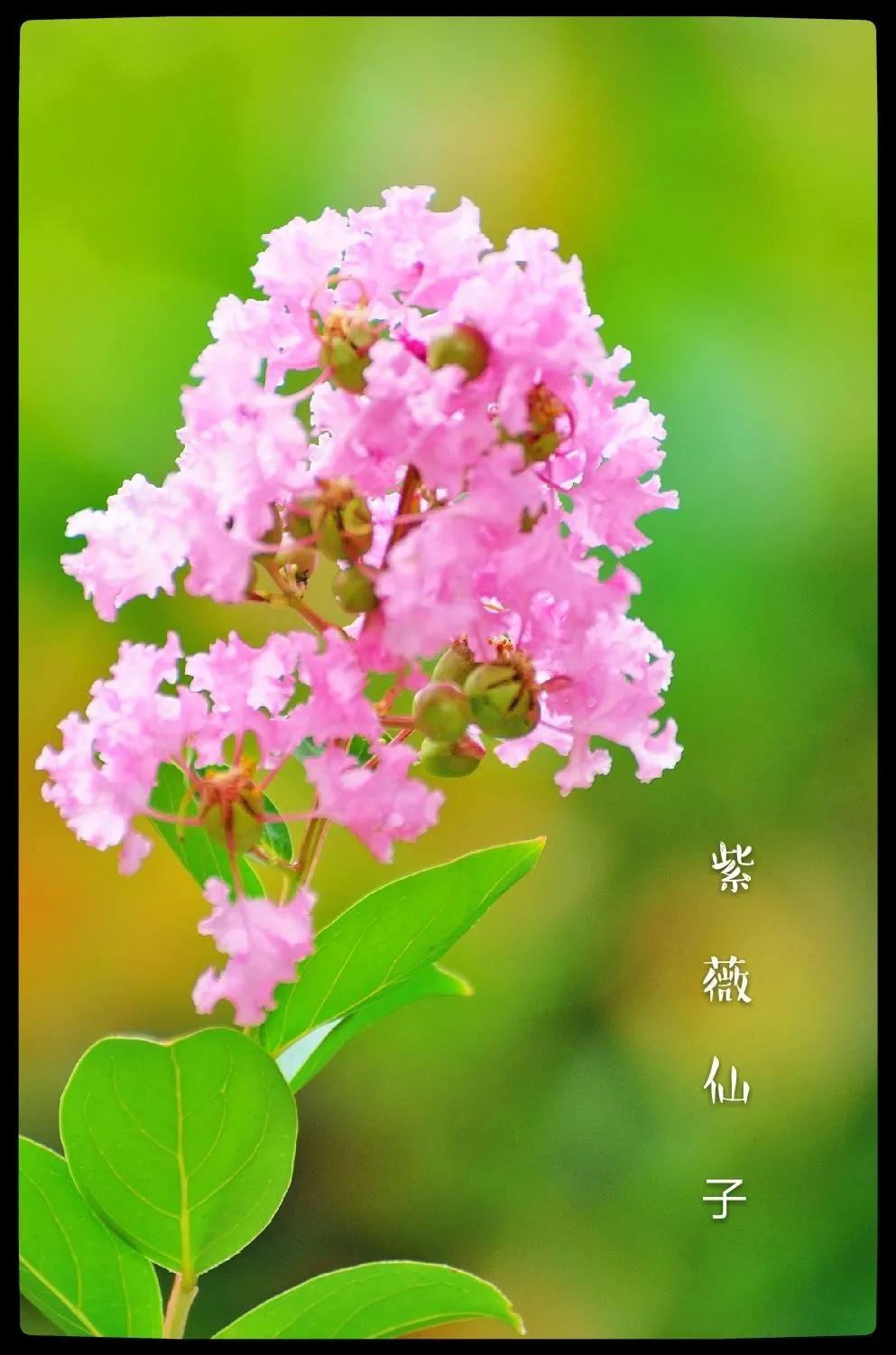 紫薇花壁纸高清全屏,唯美紫壁纸