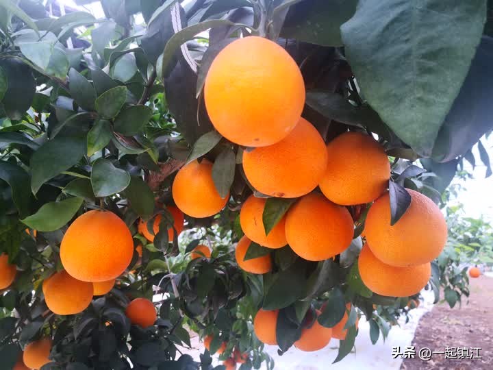 从“卖不出”到“不够卖”镇江江心洲走出困“橘”的背后