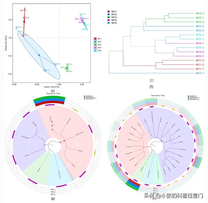 淫羊藿野生和种植效果有区别吗,淫羊藿根系
