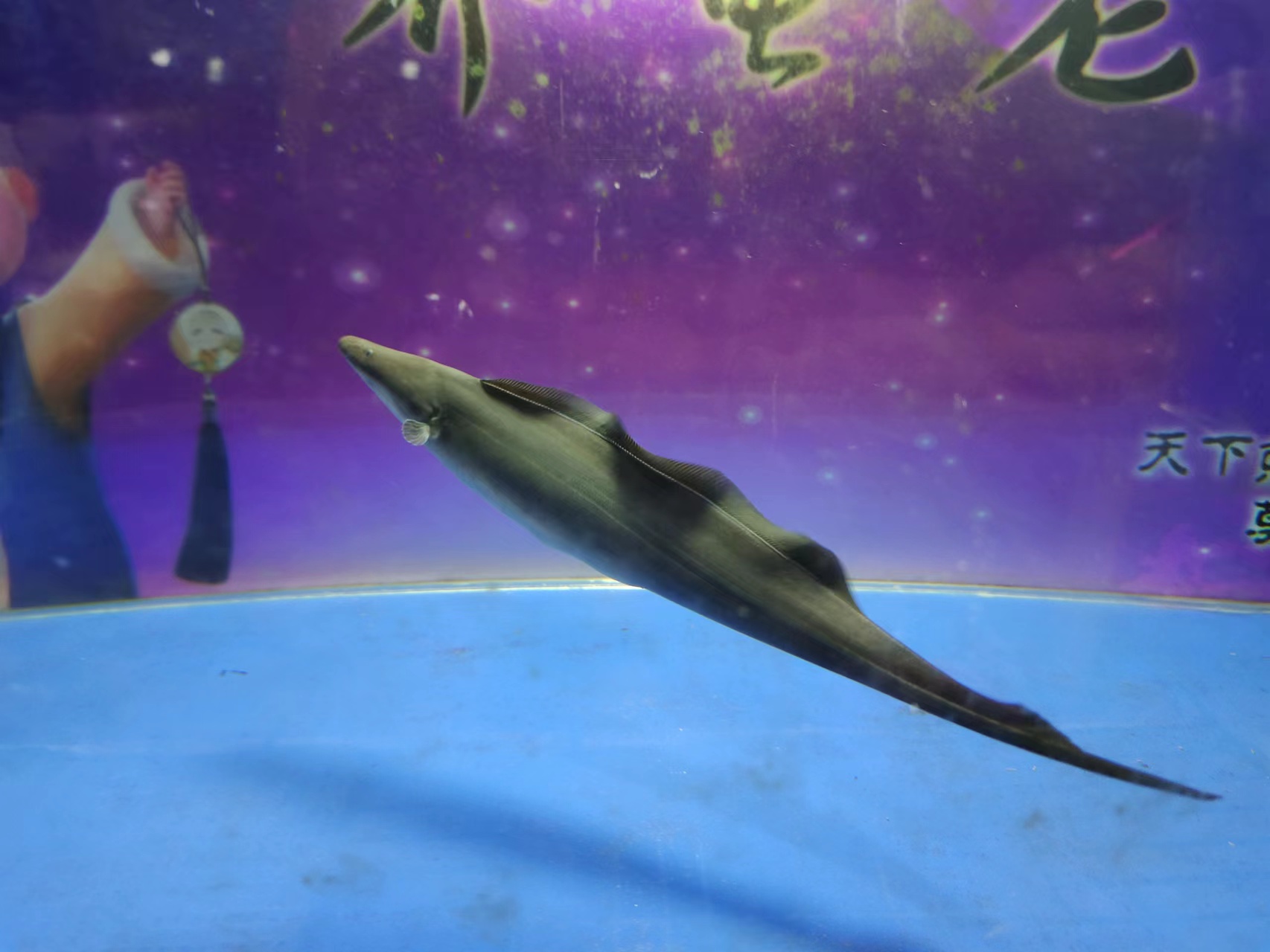 观赏鱼初期入缸出现转圈、翻滚、摩擦体表的现象，到底是不是病？